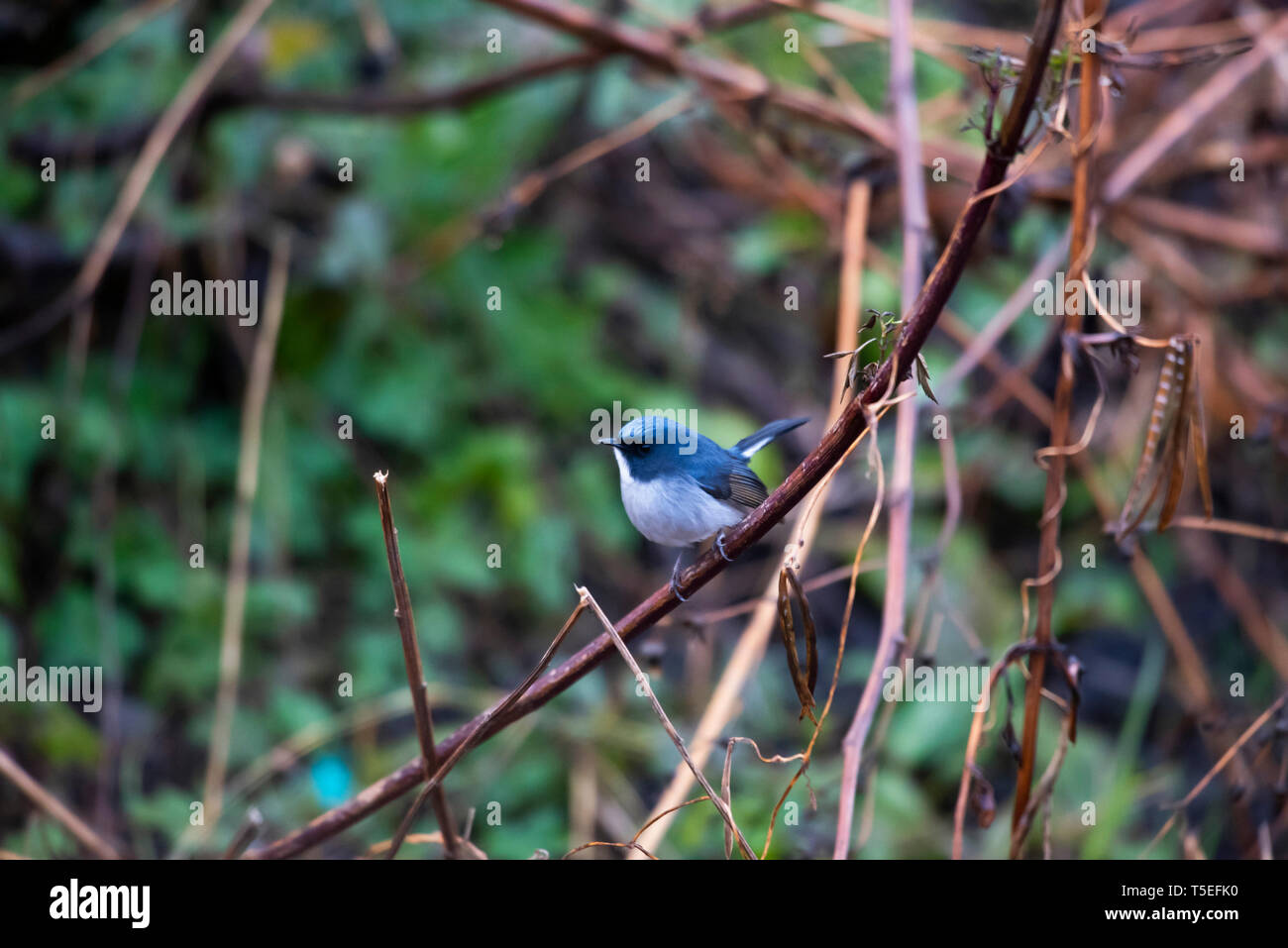 Slaty-blu flycatcher, maschio, Ficedula tricolore, Sattal, Uttarakhand, India. Foto Stock