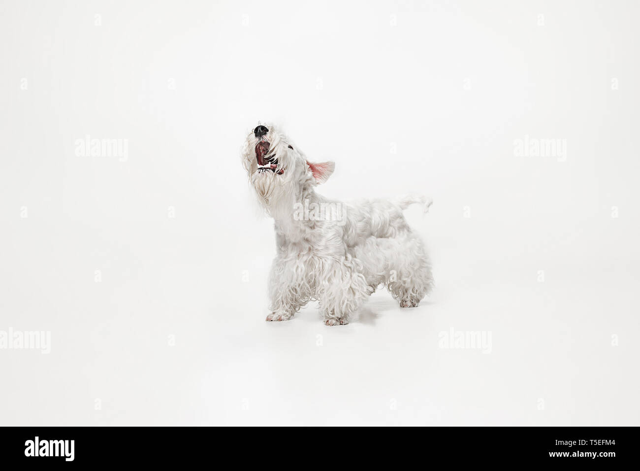 Curato terrier cucciolo con soffice pelliccia. Carino piccolo bianco doggy o pet è in corso di riproduzione ed esecuzione isolati su sfondo bianco. Studio photoshot. Lo spazio negativo per inserire del testo o dell'immagine. Foto Stock