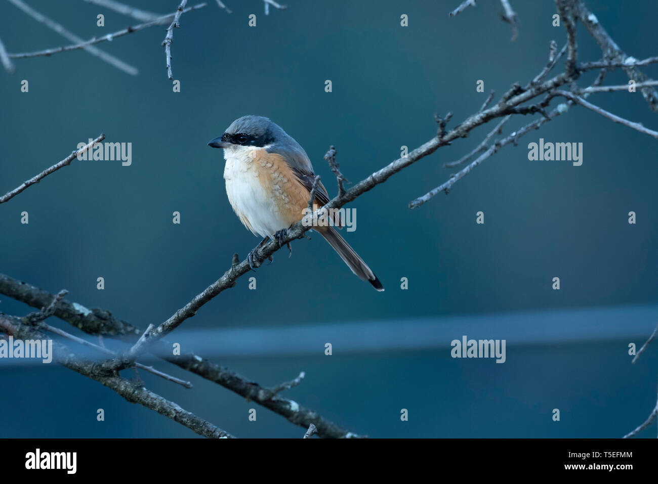 Grigio-backed shrike, Lanius tephronotus, Sattal, Uttarakhand, India. Foto Stock