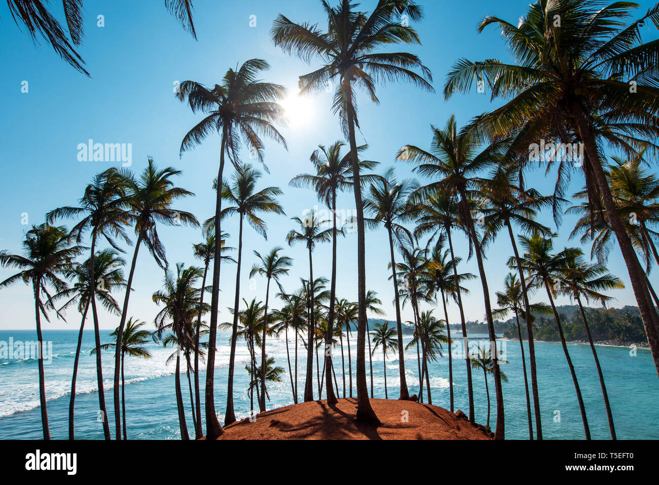 Scenic albero di cocco hill in Mirissa, Sri Lanka Foto Stock