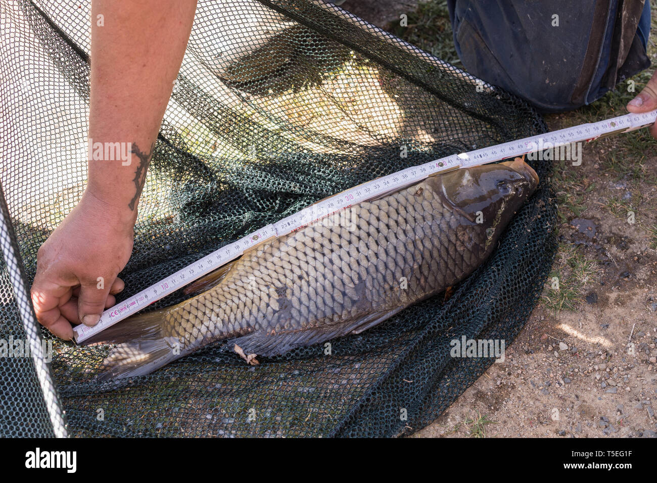 Misura catturati pesci - carp sull'erba. Carpa in rete. Foto Stock