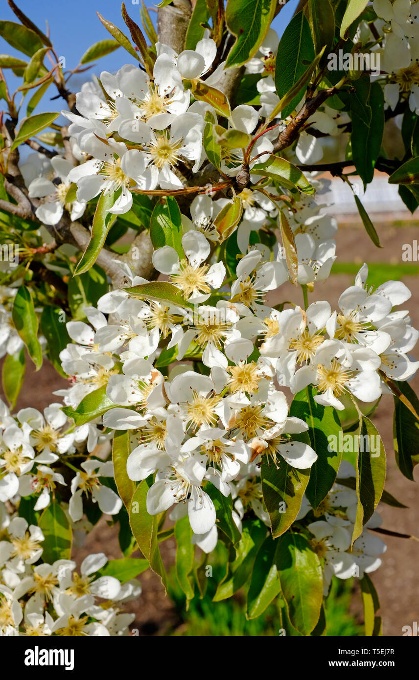 Pera, inverno nelis in fiore, Norfolk, Inghilterra Foto Stock