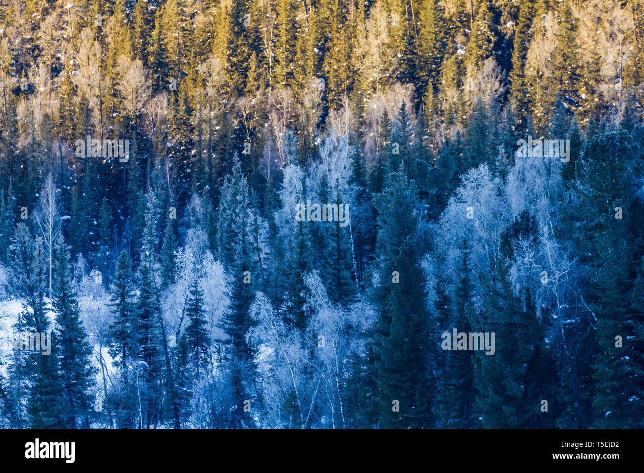 Foresta di neve in inverno. La coperta di neve Gongnaisi foresta in inverno Foto Stock