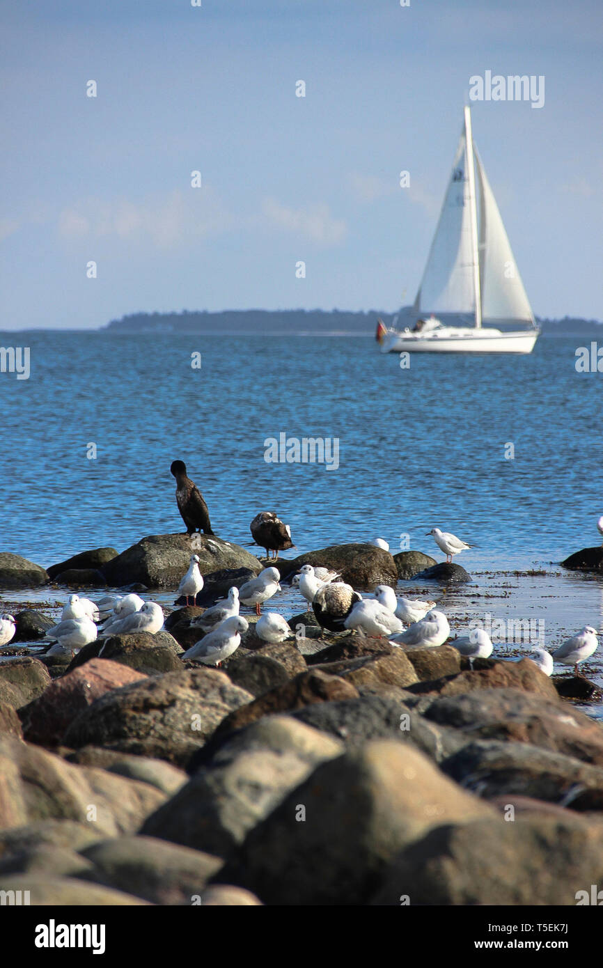 Segelboot auf Kieler Förde mit Möwen und anderen Vögeln im Vordergrund auf Steinen Foto Stock