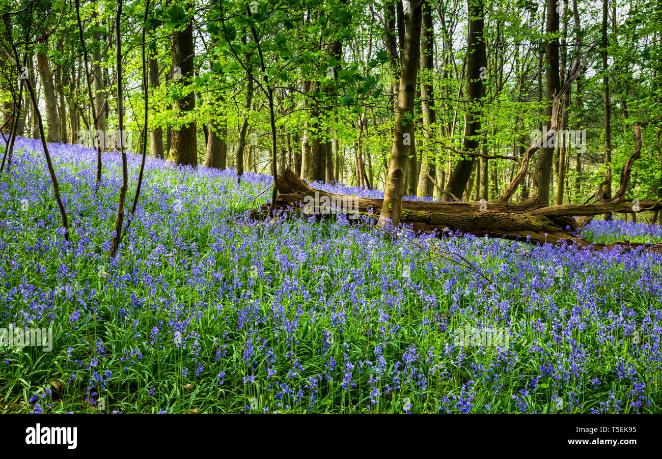 I bluebells primaverili in un legno inglese, Gloucestershire, Inghilterra Foto Stock