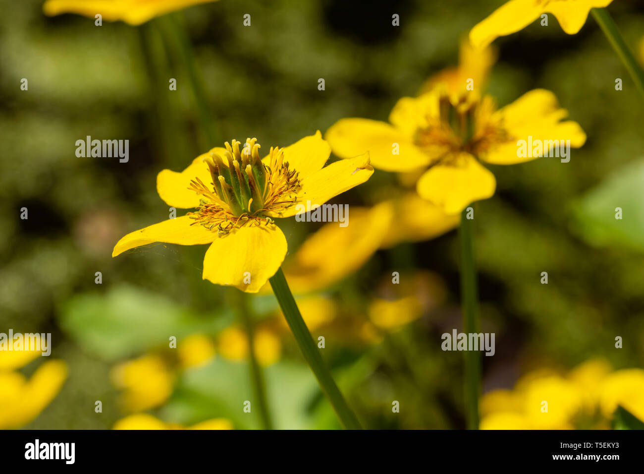 Colore creativo fotografia macro di Marsh Calendula (Caltha palustris) fiori in fiore, con un solo fiore nel fuoco. Foto Stock