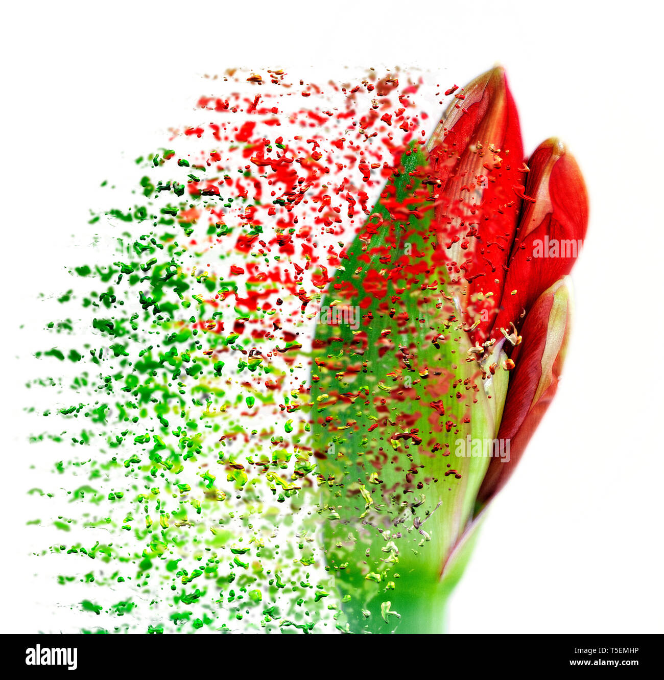 Migliorate digitalmente immagine di una fioritura Hippeastrum rosso fiore. (A volte chiamato erroneamente, l'Amaryllis). emergente dal bud. Fotografato in Isra Foto Stock