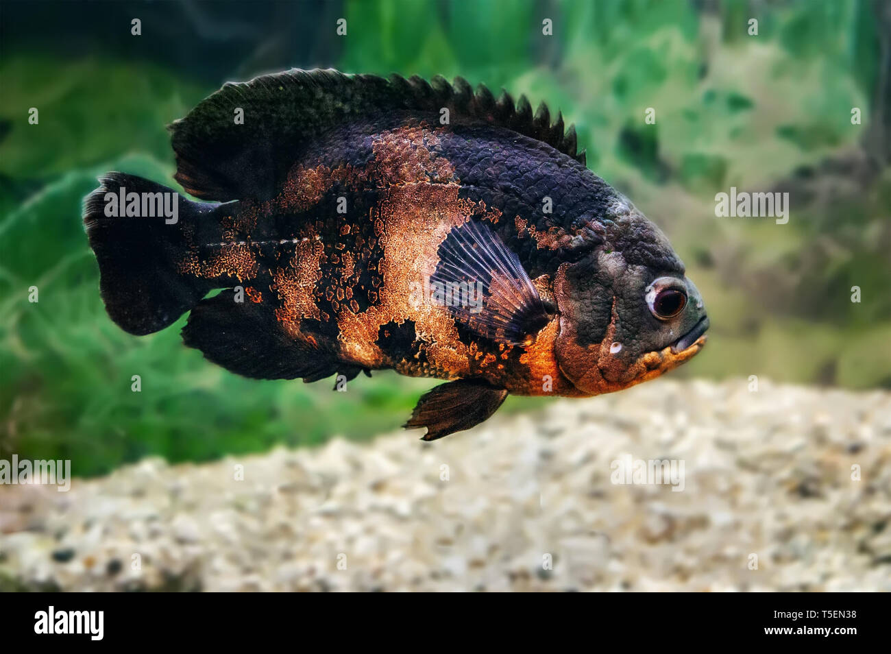 Grande e bella Astronotus nero con macchie rosse di cichlid pesce nuota nell'acqua. Foto Stock