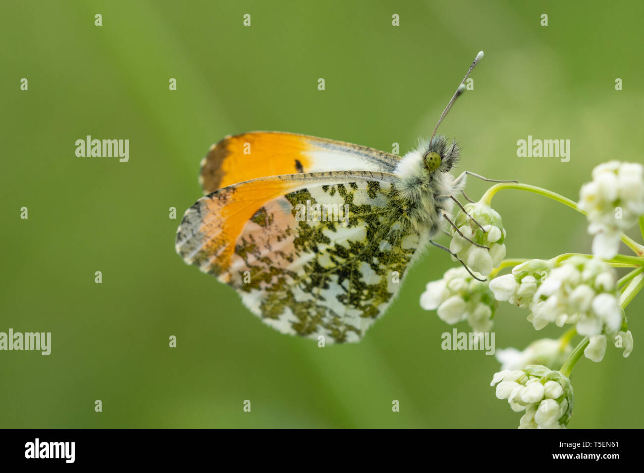 Arancio-punta maschio a farfalla (Anthocharis cardamines) Foto Stock