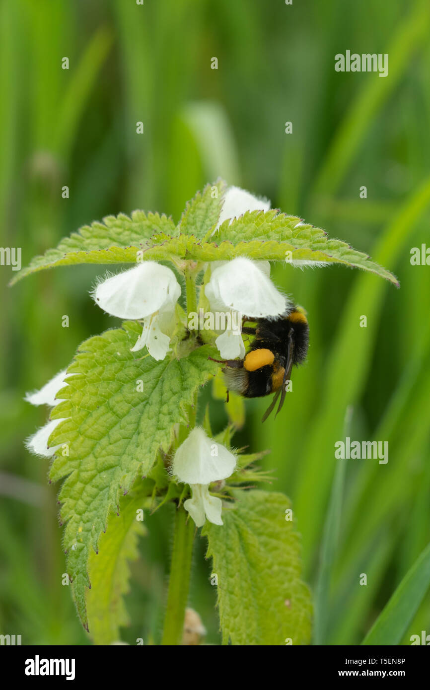 Il miele delle api (Apis mellifera) raccolta di nettare e di polline su un bianco di dead-ortica Lamium (album), Aprile, REGNO UNITO Foto Stock