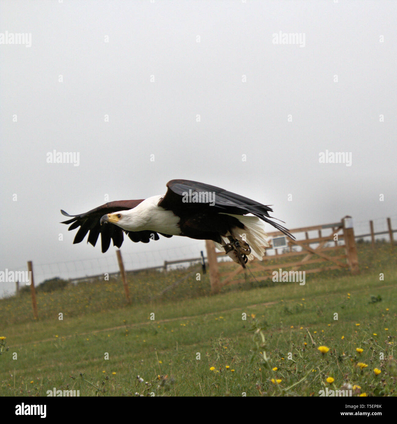 Una foto di un Africano Sea Eagle in volo Foto Stock