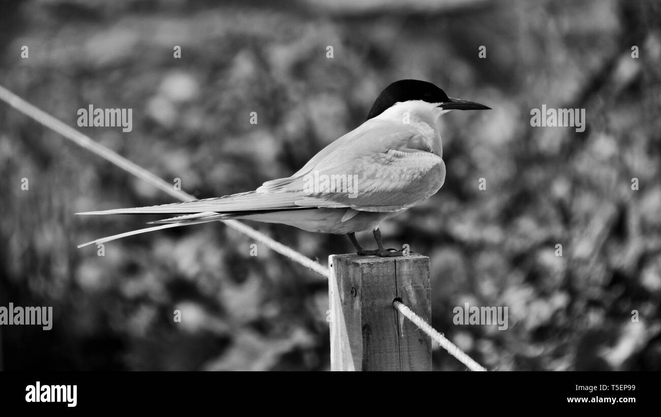 Immagine di un Arctic Tern in monocromia Foto Stock