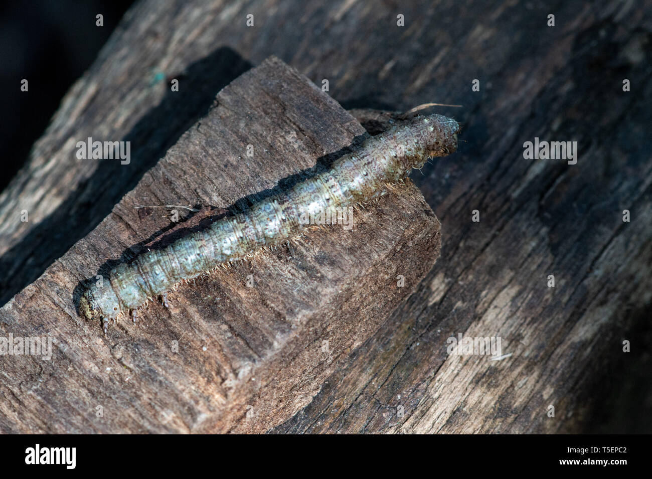 Close up di un marrone e verde caterpillar in appoggio su alcuni chip di legno, REGNO UNITO Foto Stock
