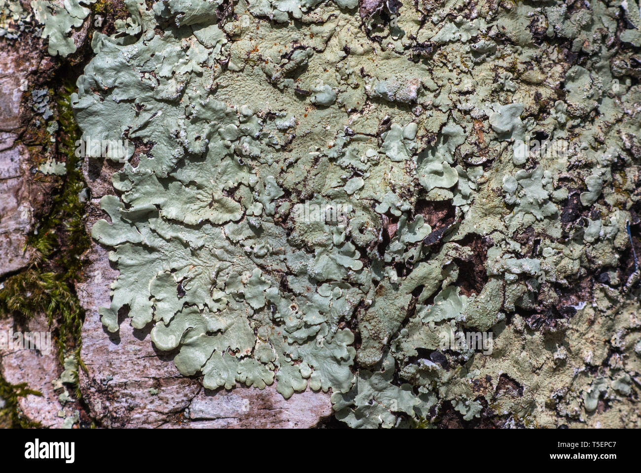 Close up di verde lichene che cresce su un albero, REGNO UNITO Foto Stock
