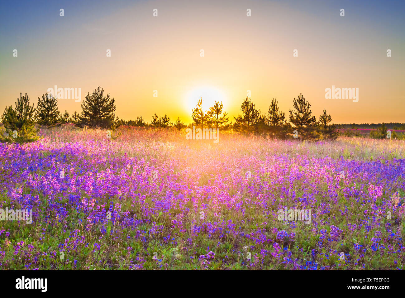 Bellissimo paesaggio di primavera con la fioritura fiori viola sul prato e  sunrise. fiori selvatici blooming sul campo estivo. paesaggi selvaggi con  meraviglia al tramonto Foto stock - Alamy