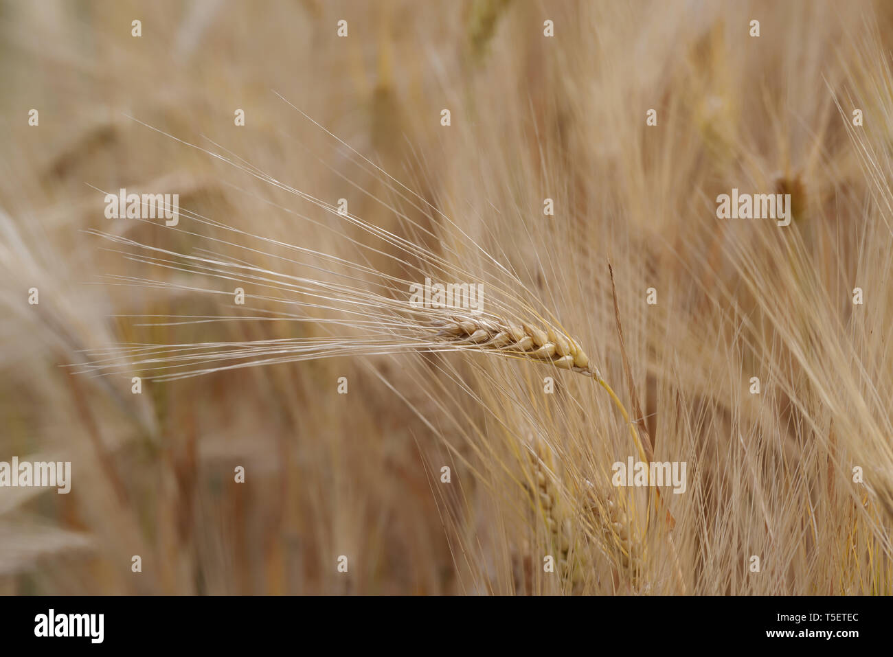 Immagine ravvicinata di un singolo impianto di cereali contro la piantagione Foto Stock