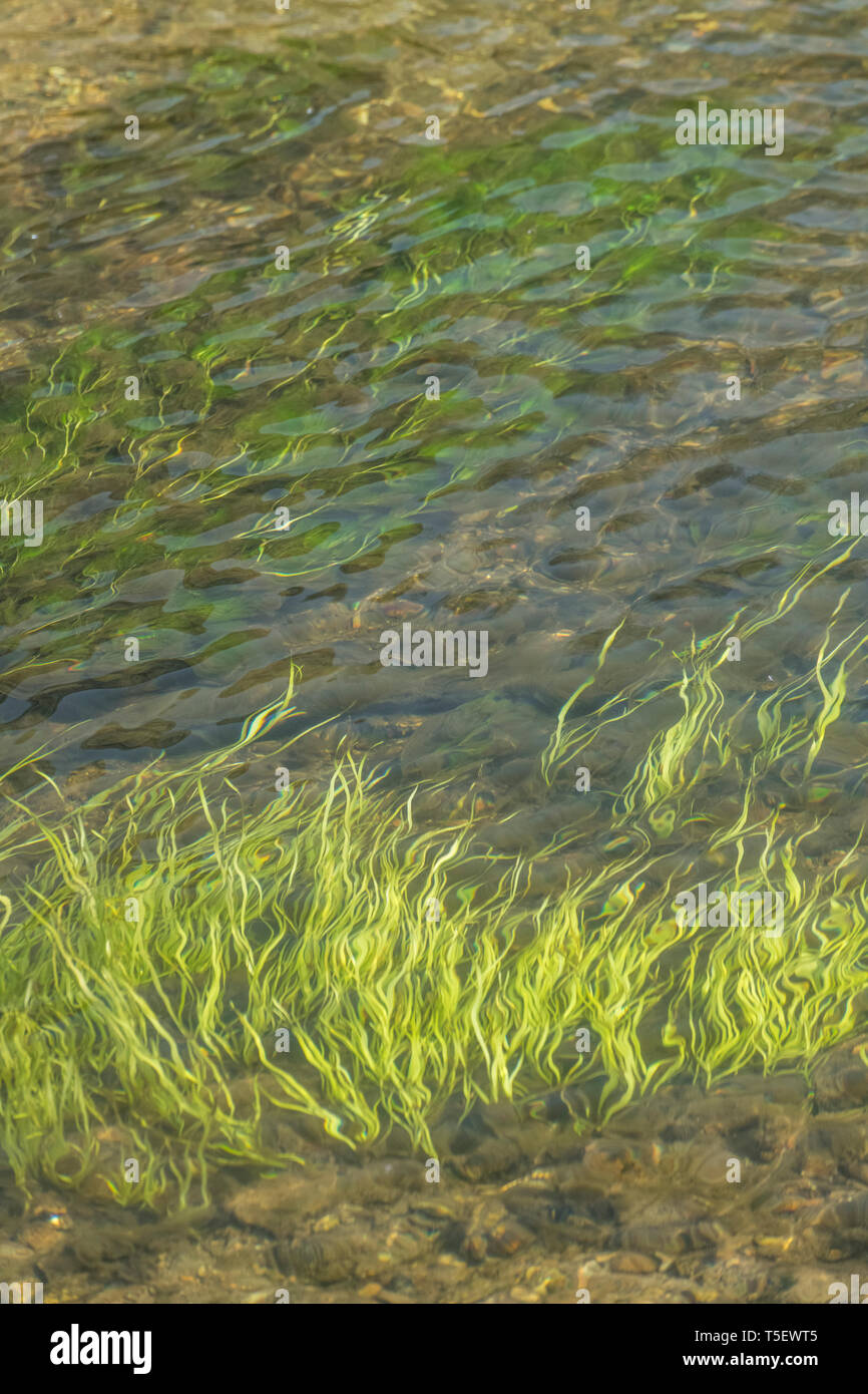 Luce sommersa erba verde-come le erbacce in flusso di acque del fiume Fowey. Credeva di essere Vallisneria spiralis / Eelweed, Eelgrass, tapeweed, tapegrass. Foto Stock