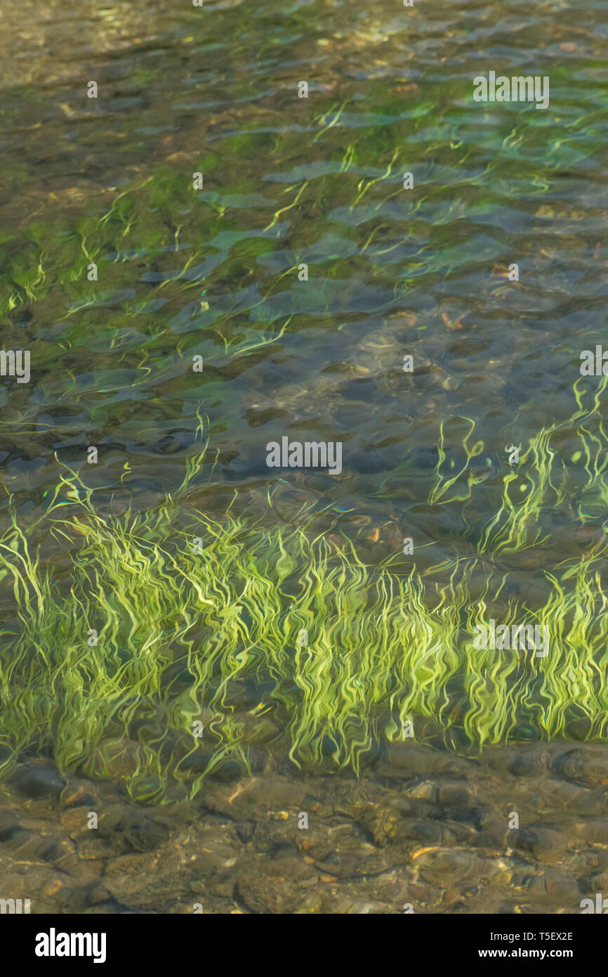 Luce sommersa erba verde-come le erbacce in flusso di acque del fiume Fowey. Credeva di essere Vallisneria spiralis / Eelweed, Eelgrass, tapeweed, tapegrass. Foto Stock