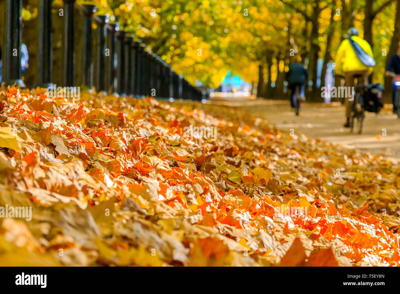 Messa a fuoco selettiva, mucchio di foglie di autunno con Constitution Hill Road di Londra in background Foto Stock