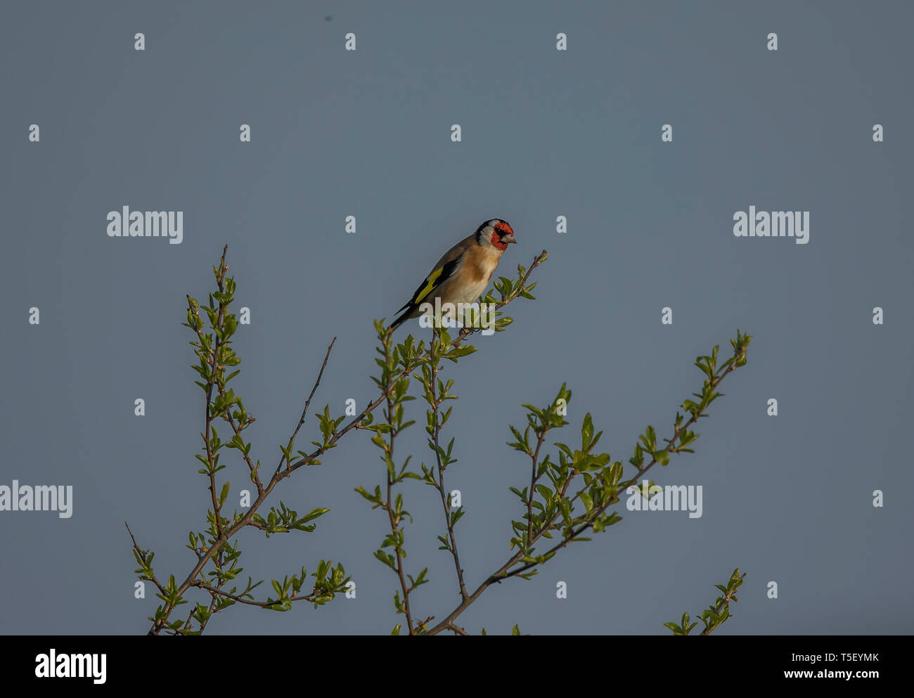 Cardellino Foto Stock