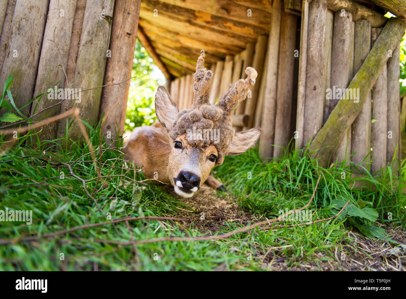 Dolce cervo con corna di cervo sdraiati sull'erba in una clinica per animali selvatici guarda la telecamera, un ritratto di un cervo Foto Stock