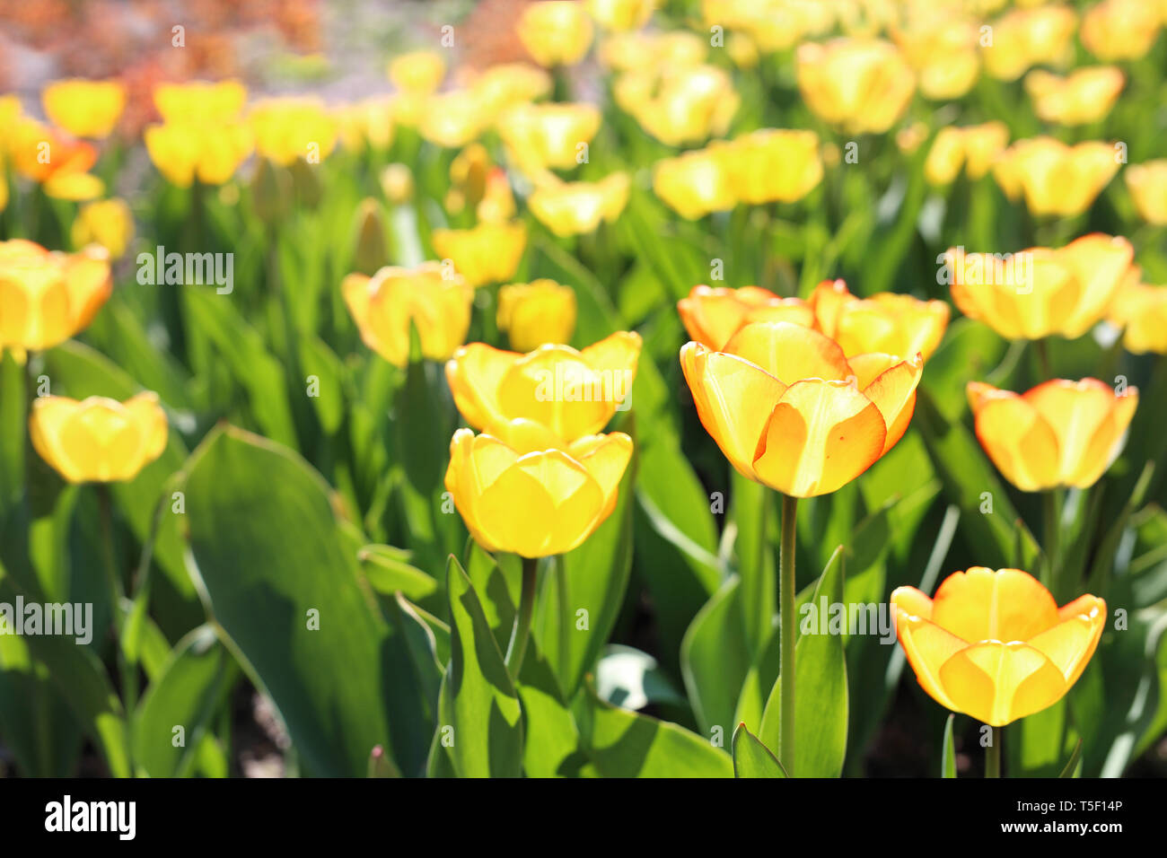 Un patch di tulipani. Primavera nel giardino di fiori di fioritura. Una composizione in giardino Foto Stock