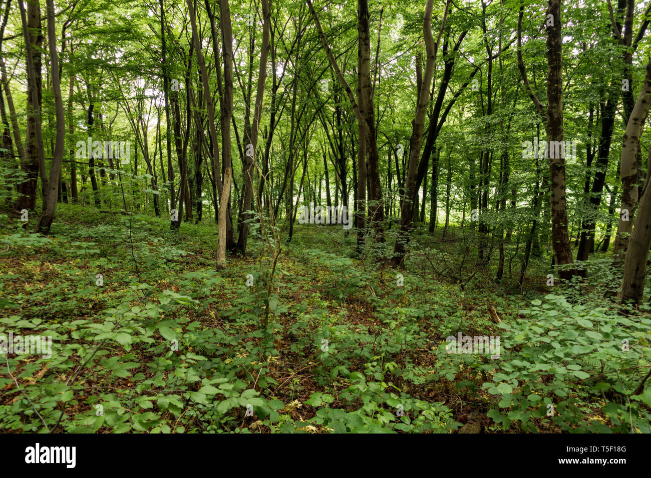 La lussureggiante vegetazione dei climi temperati bosco di latifoglie nel Limburgo, a sud dei Paesi Bassi. Foto Stock