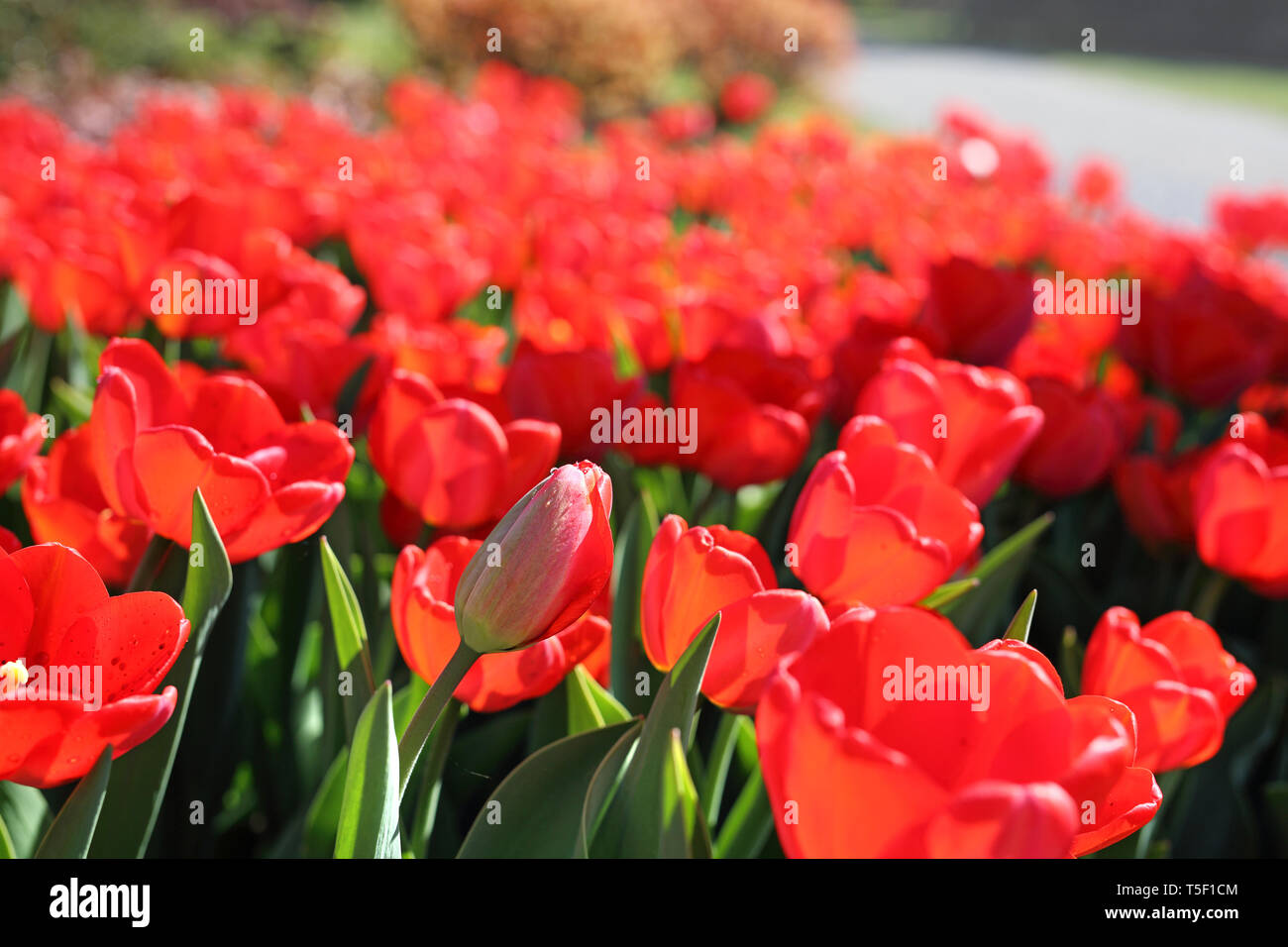 Un patch di tulipani. Primavera nel giardino di fiori di fioritura. Una composizione in giardino con un segno sul testo Foto Stock