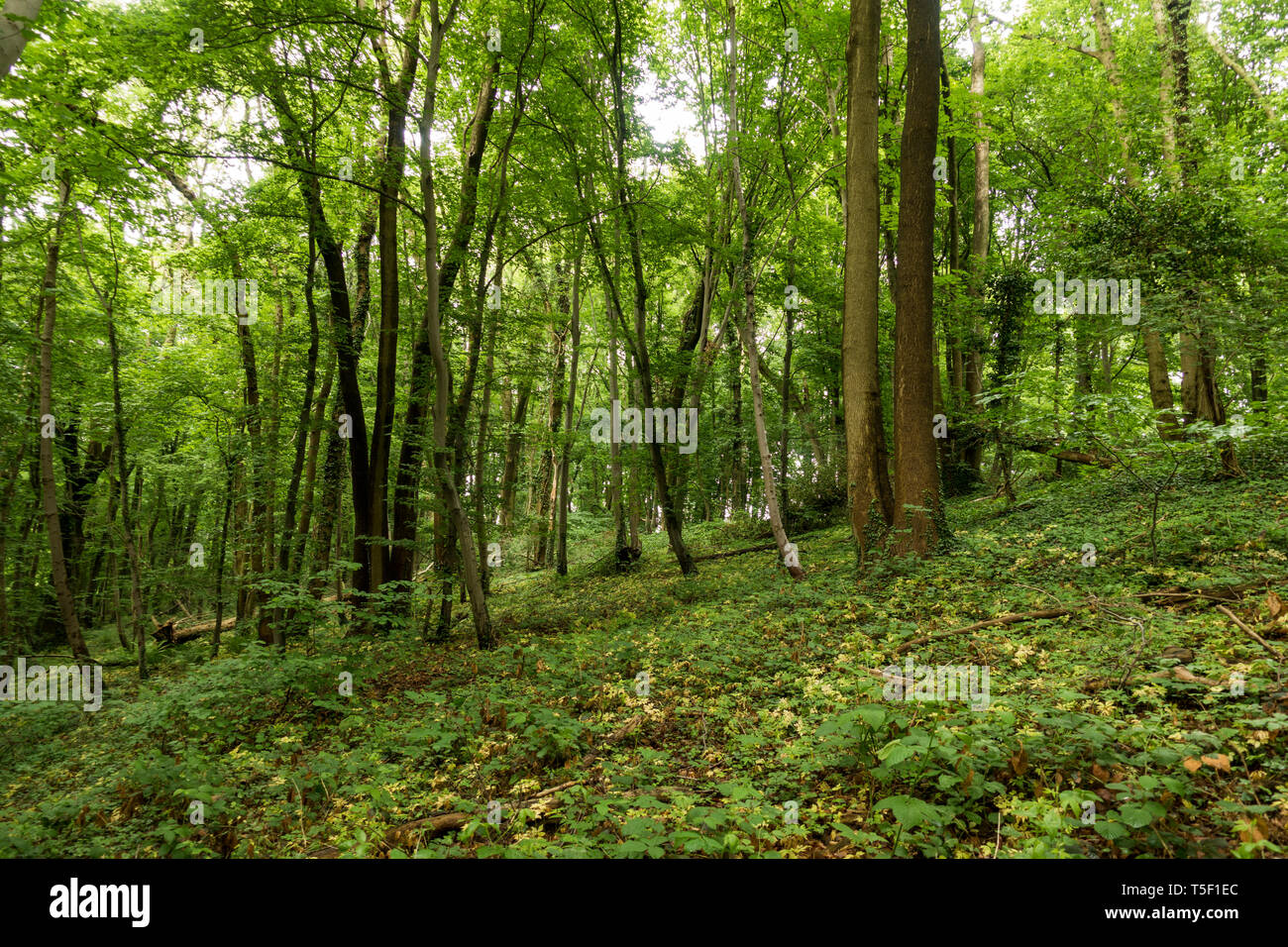 La lussureggiante vegetazione dei climi temperati bosco di latifoglie nel Limburgo, a sud dei Paesi Bassi. Foto Stock