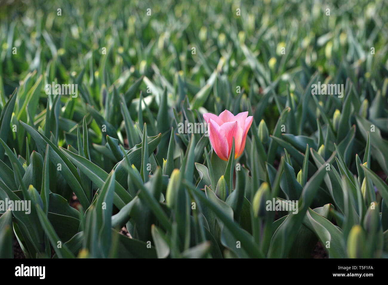 Un patch di tulipani. Primavera nel giardino di fiori di fioritura. Helmar tulip, Foto Stock
