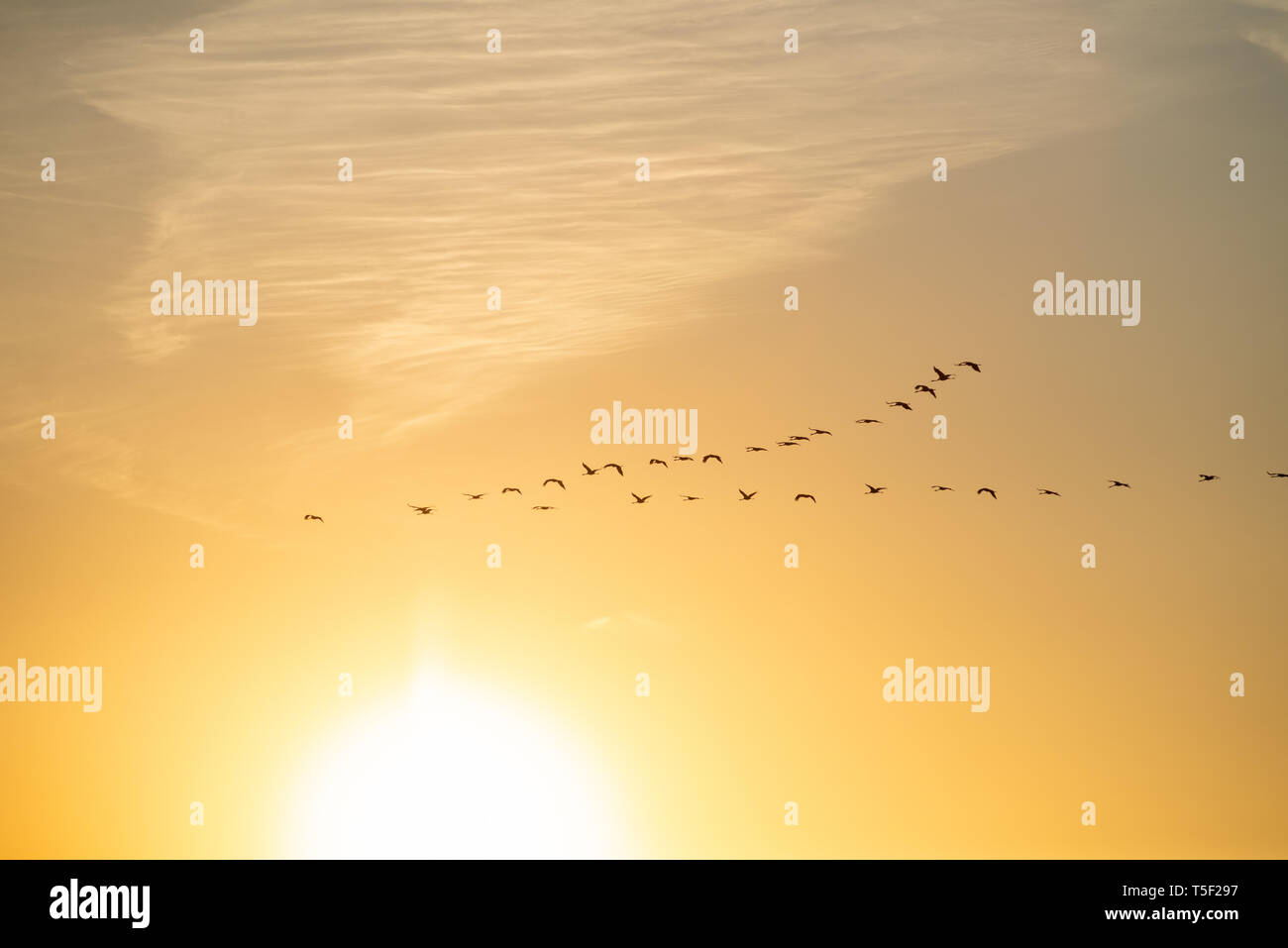 La migrazione degli uccelli, battenti gru (grus grus) nel cielo di sole al tramonto. Periodo di allevamento degli uccelli, Biebrza National Park, Polonia. Foto Stock