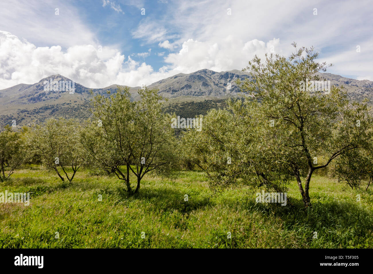 Almond grove, frutteto, Jimera de Libar, Andalusia. Foto Stock