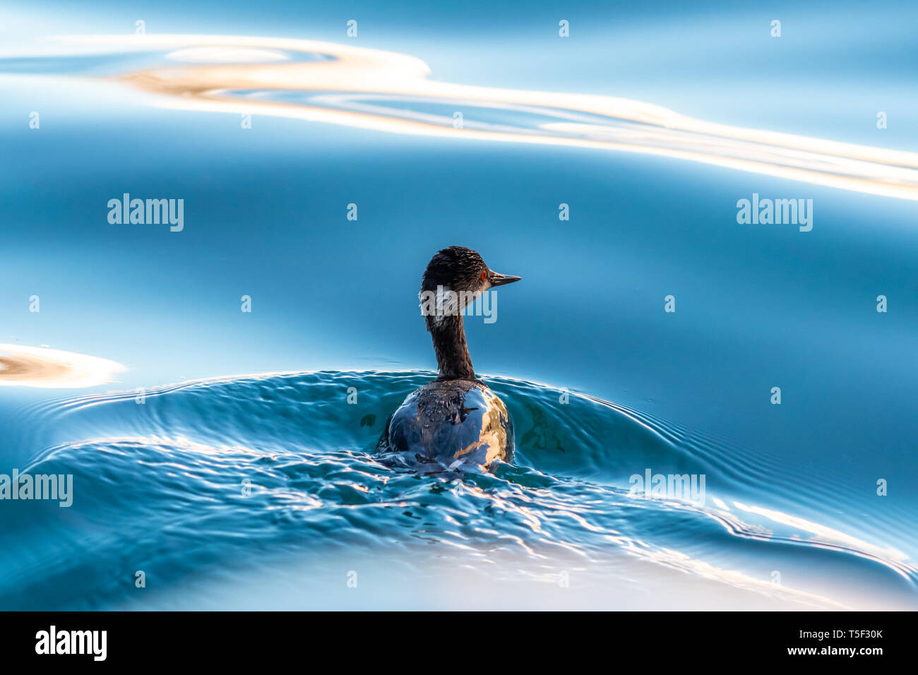 Un non-allevamento Eared Grebe (Podiceps nigricollis) nuotare sulla superficie calma off di Baja California, Messico. Foto Stock