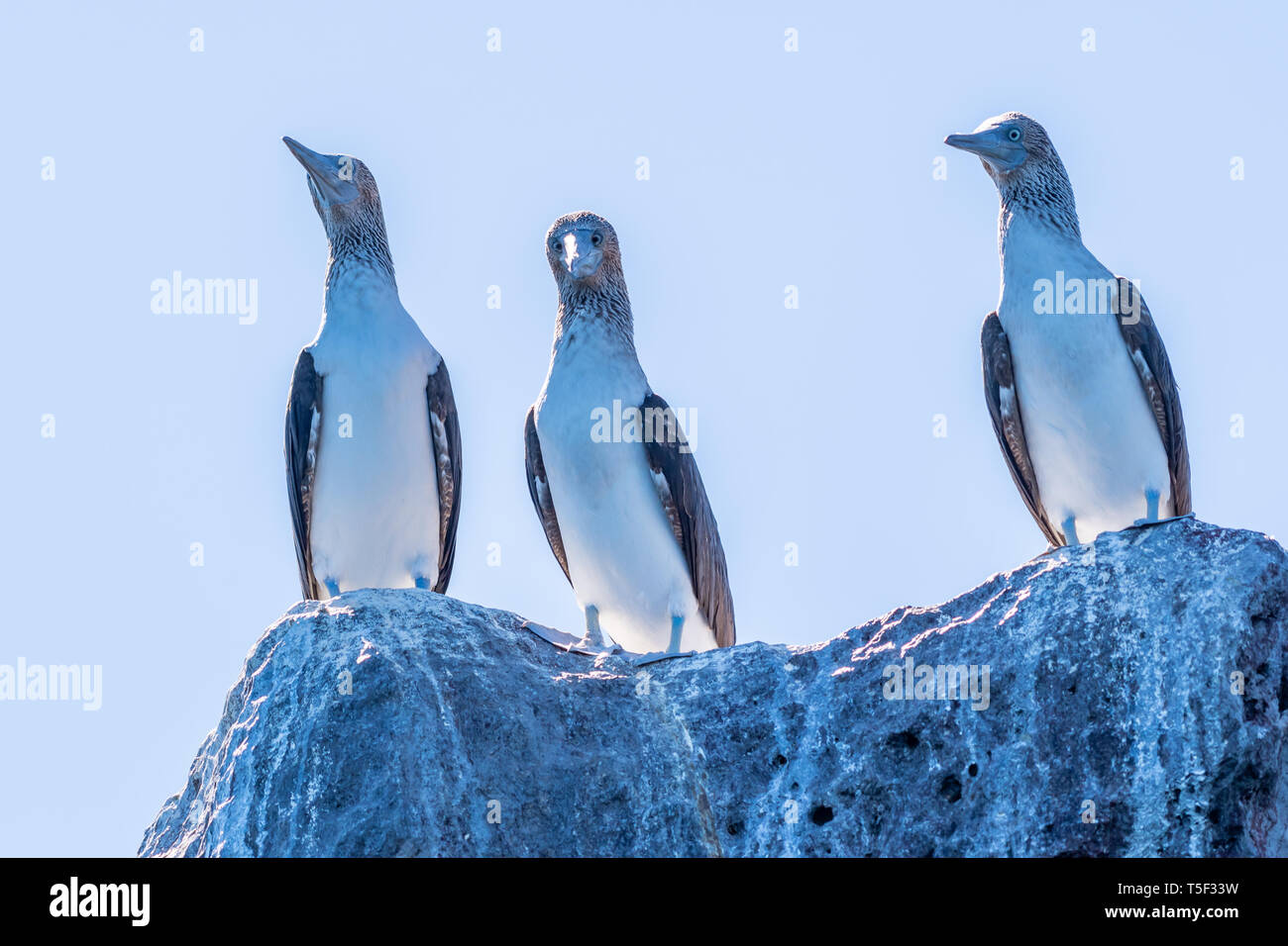 Tre Blu-footed Boobies (Sula nebouxii) arroccata su una roccia sulla costa di Baja California, Messico. Foto Stock