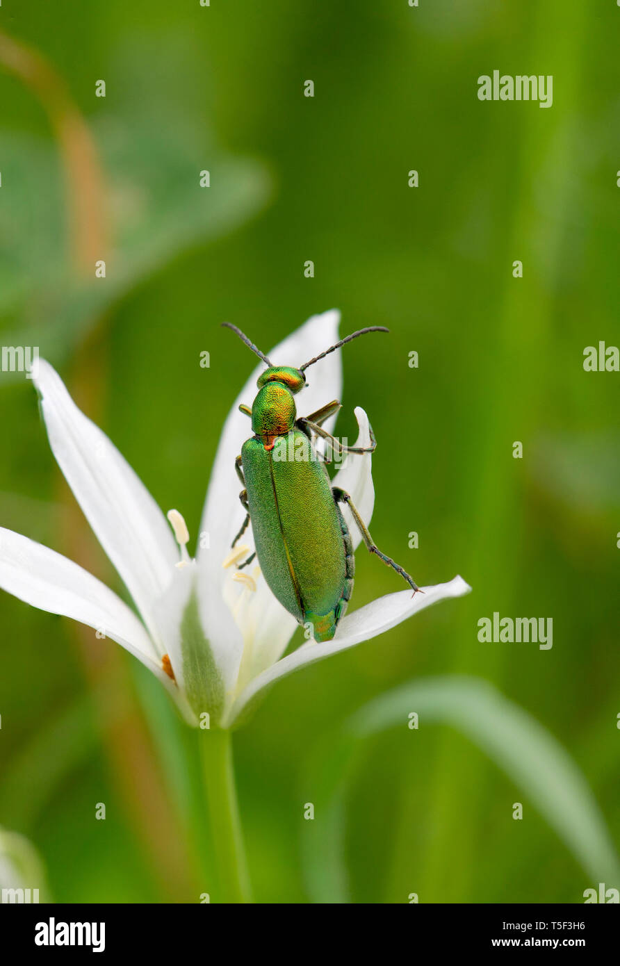 Sericea Lagorina Meloidae, olio beetle sulla pianta di bianco, Andalusia, Spagna. Foto Stock