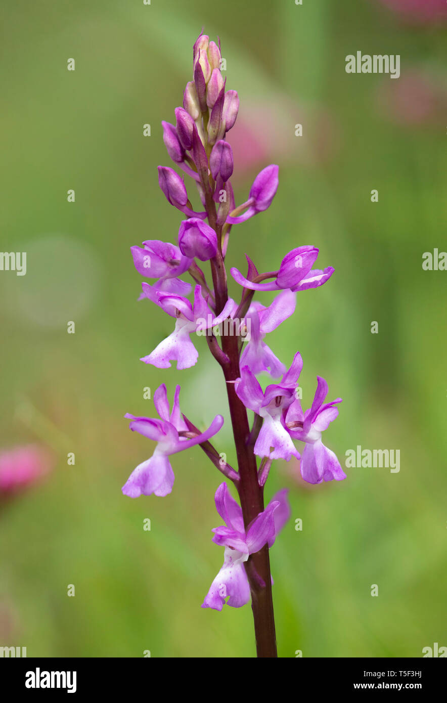 Il Lange Orchid, Orchis langei, Orchis mascula subsp. laxifloriformis in fiore, Ojen, Andalusia, Spagna Foto Stock