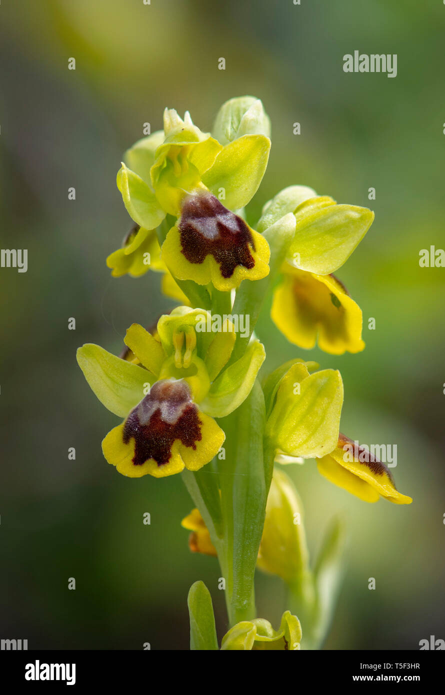 Piccolo fiore giallo Bee-orchidee, giallo bee orchid, giallo bee-orchid, Ophrys lutea subsp. galilaea. Foto Stock