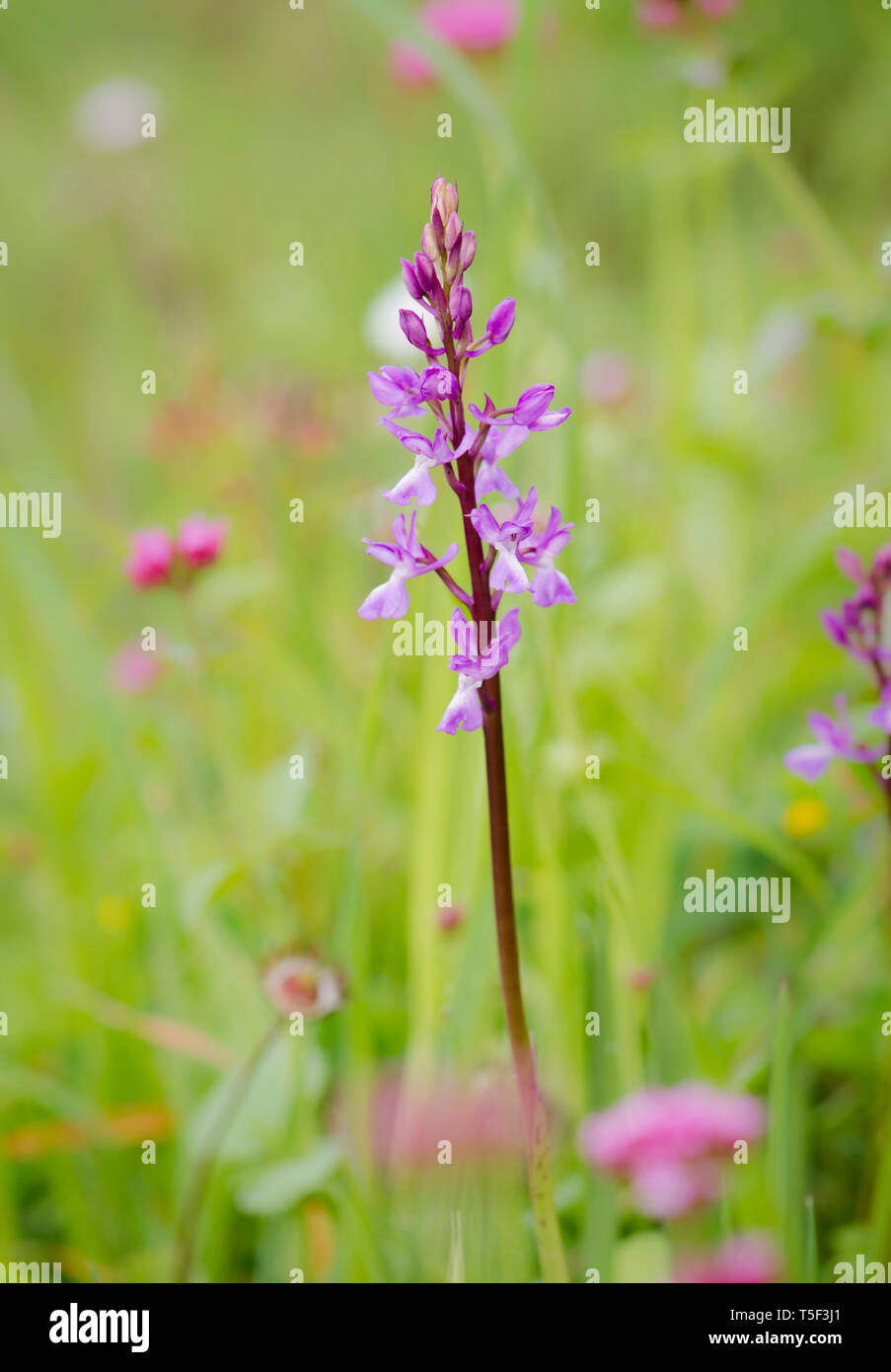 Il Lange Orchid, Orchis langei, Orchis mascula subsp. laxifloriformis in fiore, Ojen, Andalusia, Spagna Foto Stock