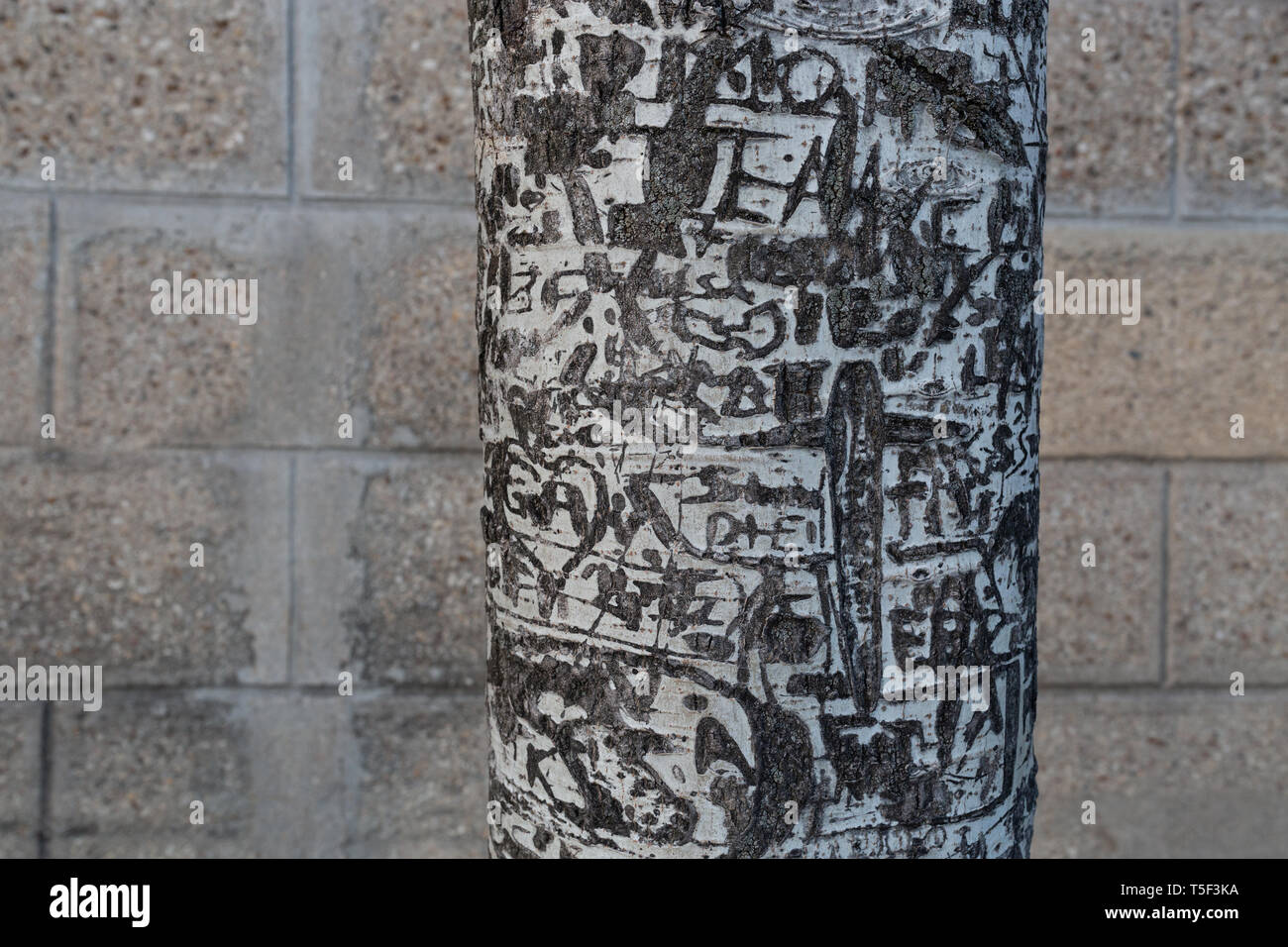 Amore graffiti su un albero Foto Stock