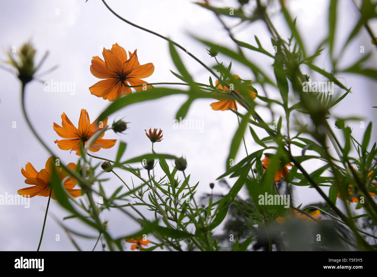 Bellissimo sfondo fiori per voi Foto Stock