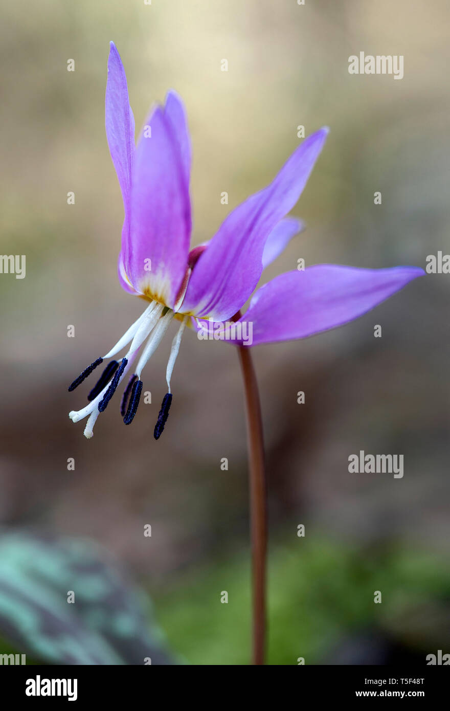 Dogtooth viola (Erythronium dens-canis), giglio (famiglia Liliaceae), Switzerlandspring,primavera,rosa,fiore testa,petali, Foto Stock