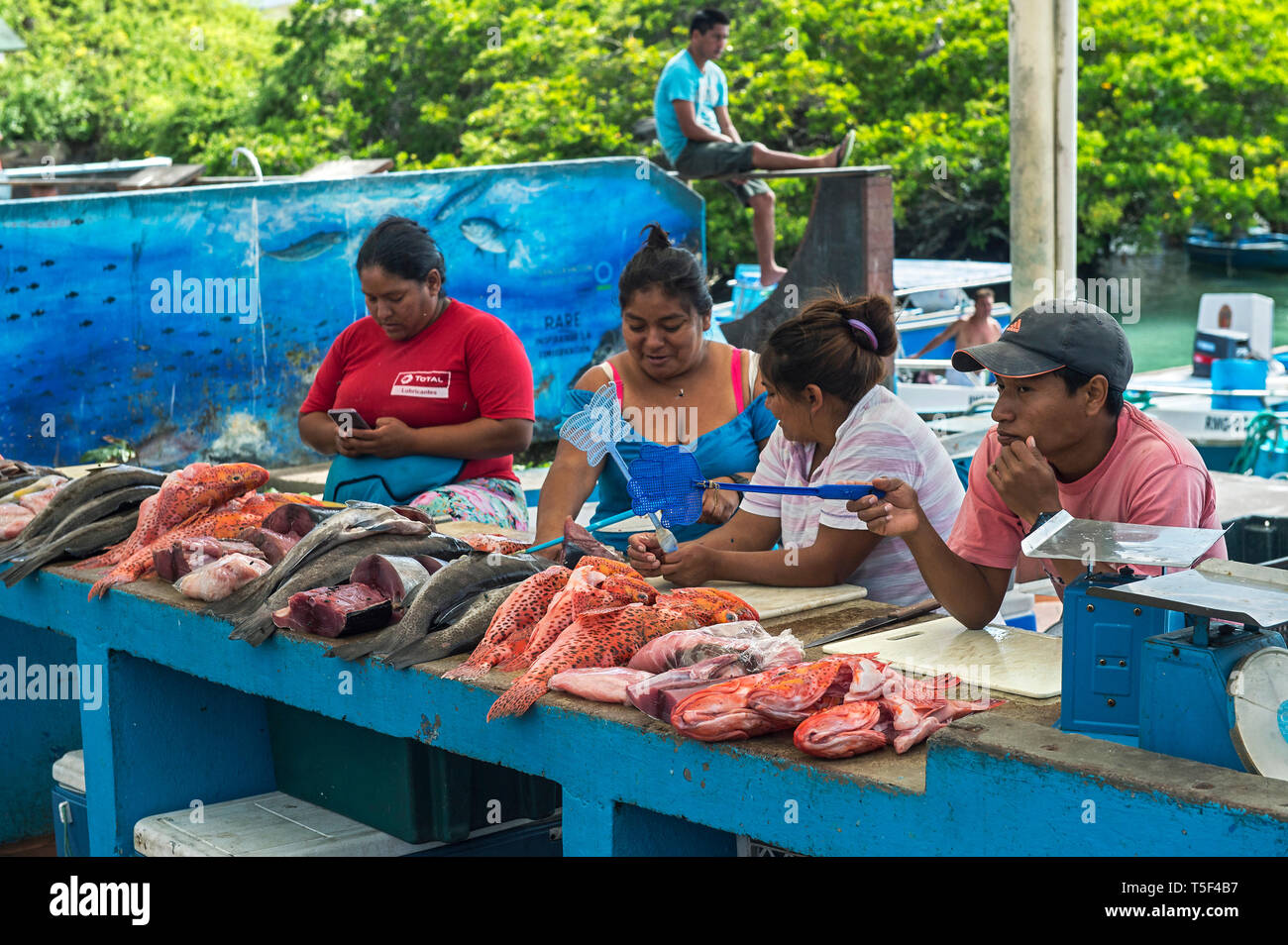 Venditori di pesce presentando il pescato del giorno, mercato del pesce, Puerto Ayuro, Isola di Santa Cruz, Isole Galapagos, Ecuador Foto Stock