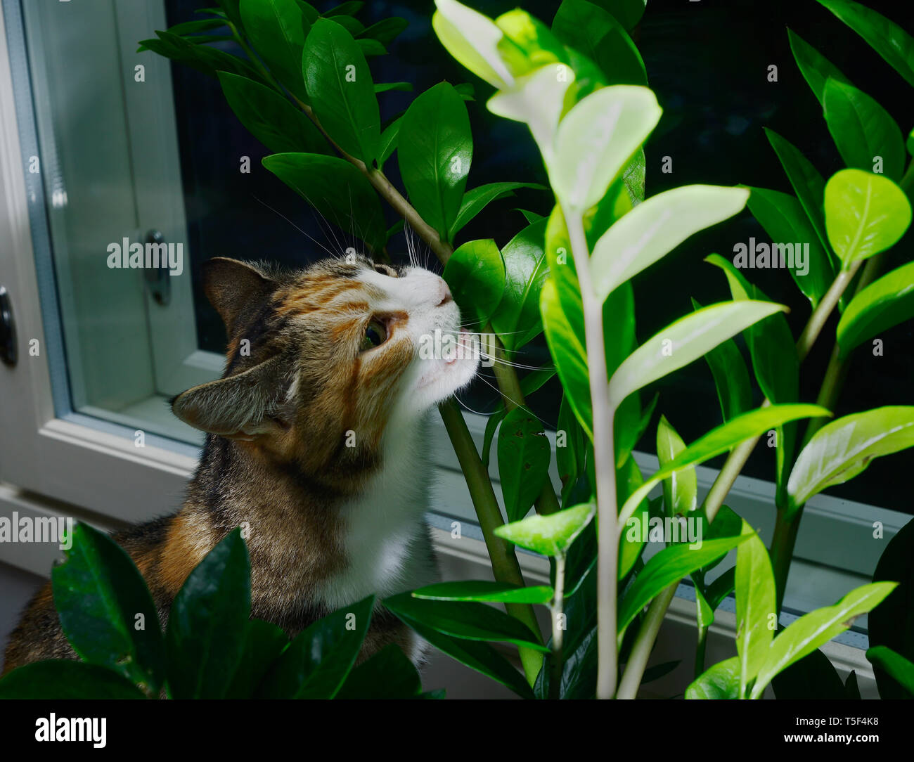 Cat dalla finestra di mangiare houseplant aroid palm, zamioculcas Foto Stock