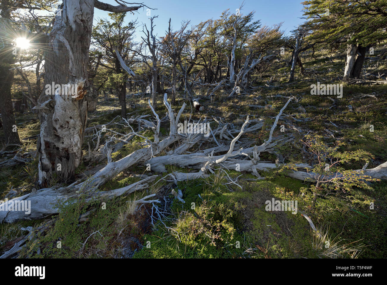 Gli alberi morti, Los Glaciares NP, Argentina Foto Stock