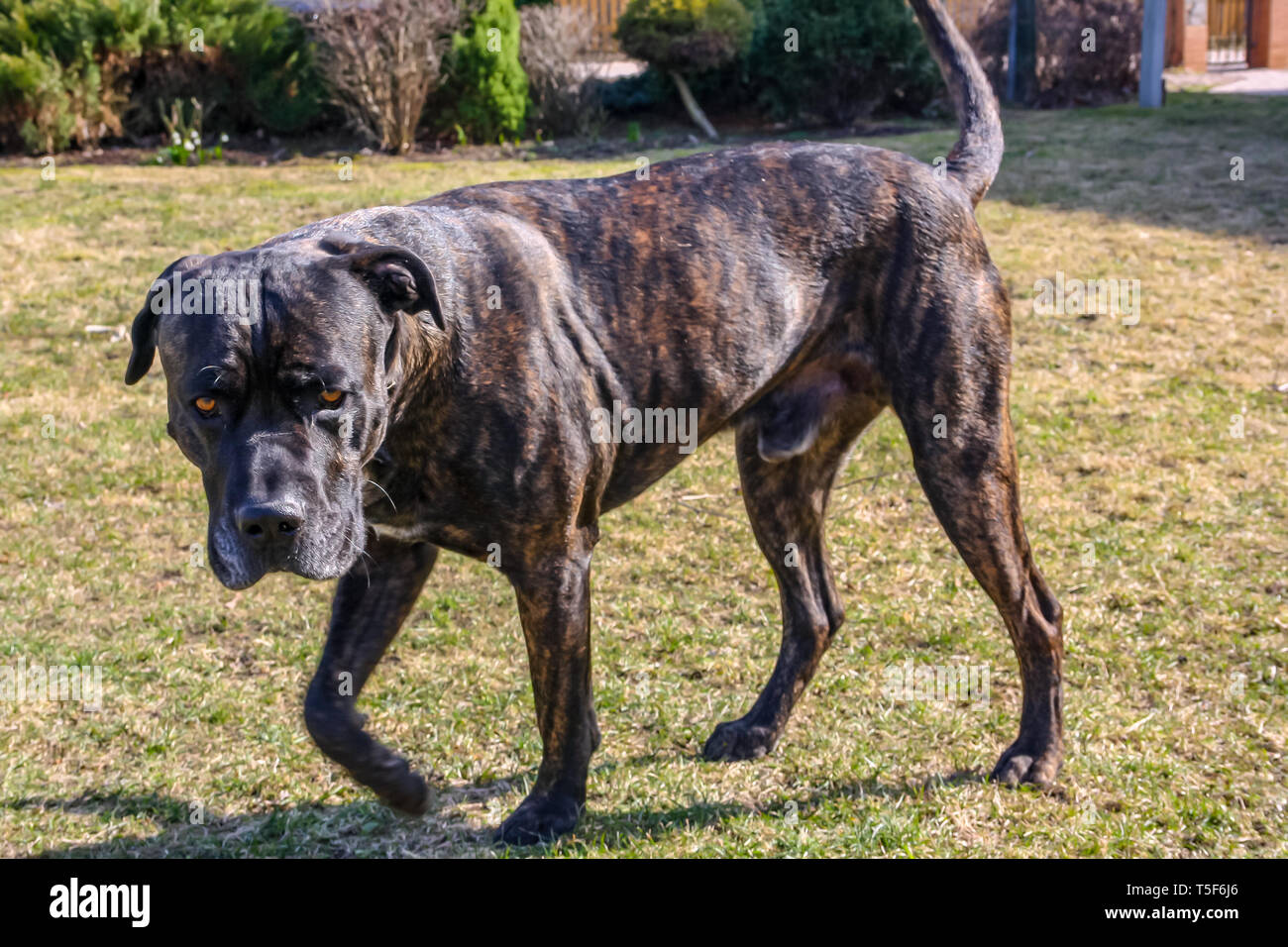 Italian Cane Corso razza cane nel parco all'orario estivo Foto Stock