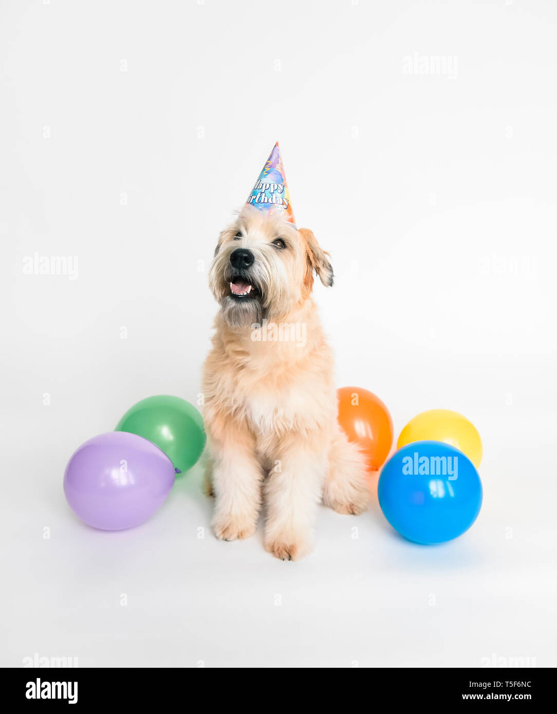 Soffici cane indossando compleanno hat con palloncini su sfondo bianco. Foto Stock