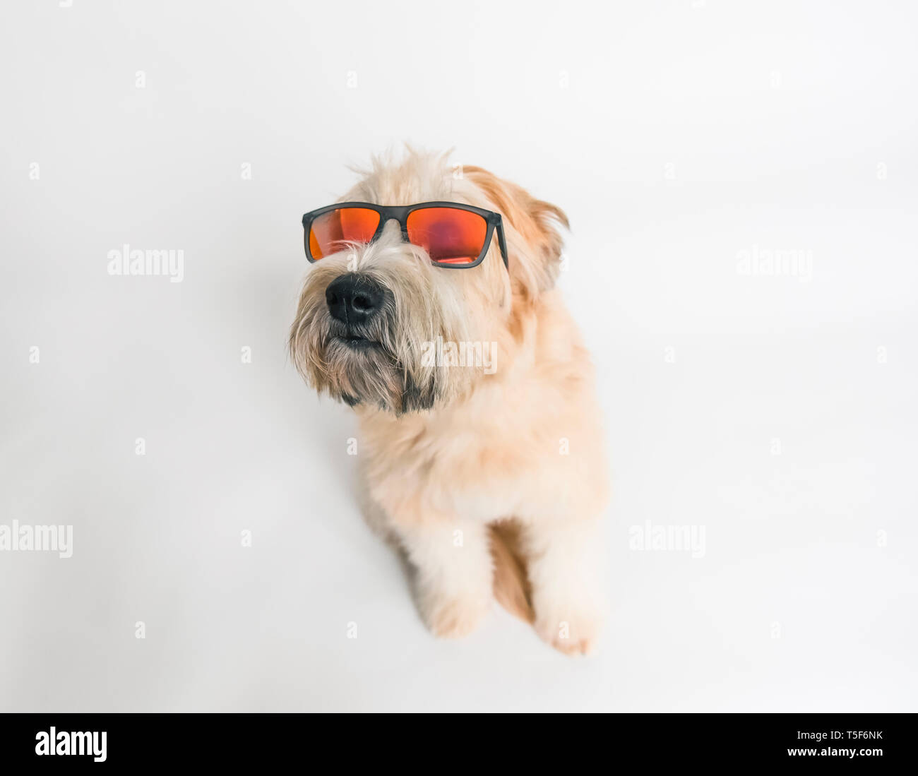Wheaten terrier cane contro uno sfondo bianco indossando occhiali da sole. Foto Stock