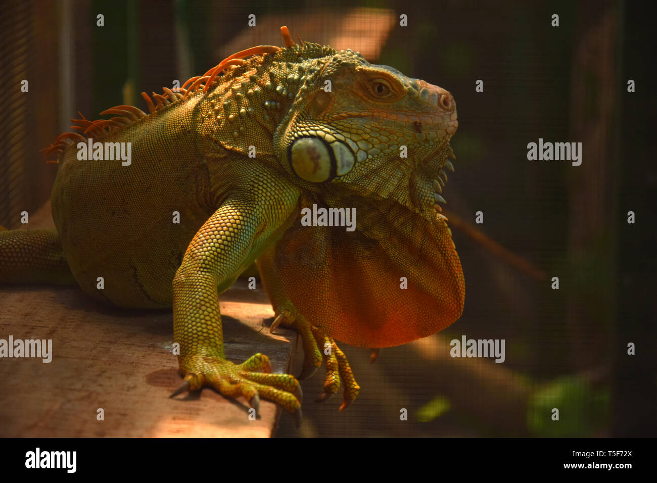 Iguana camaleonte Foto Stock