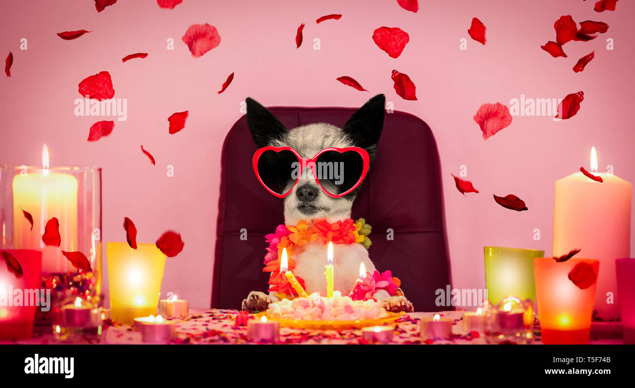 Buon compleanno cane barboncino con un presente o il regalo con un sacco di rose intorno battenti in amore per San Valentino o anniversario, torta e occhiali da sole, e cand Foto Stock