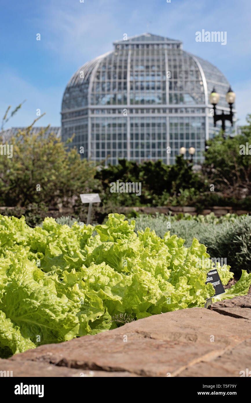 Noi orto con Giardino Botanico conservatorio in background Foto Stock